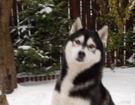 Siberian Husky � ZPR