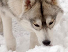 Siberian Husky � ZPR