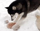 Siberian Husky � ZPR