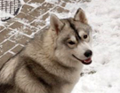 Siberian Husky � ZPR