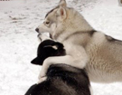 Siberian Husky � ZPR