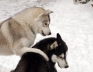 Siberian Husky � ZPR