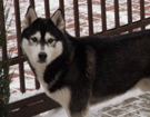 Siberian Husky � ZPR