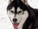 Siberian Husky � ZPR