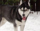 Siberian Husky � ZPR