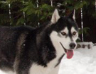 Siberian Husky � ZPR