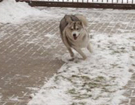 Siberian Husky � ZPR
