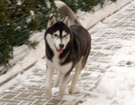 Siberian Husky � ZPR