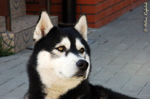 LIDER NIKE'S Z Pierwszej R�ki FCI