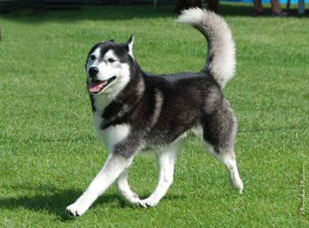 Ch.Pl. LIDER NIKE'S Z Pierwszej R�ki FCI