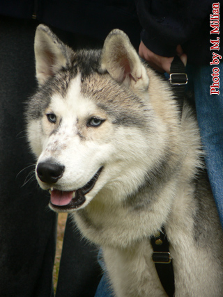 CARUSSO WIND My�liwi P�nocy