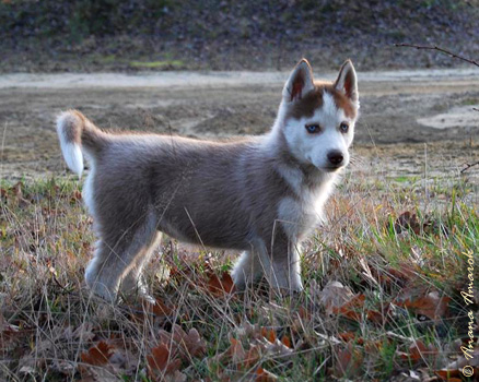 SHADOW OF ANANA AMAROK Algarobos