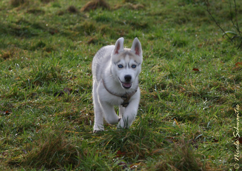 SPIRIT OF ICE Algarobos