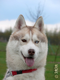 ARTIC WIND of Wolf Point 