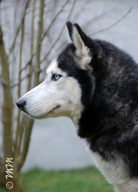 MOOVIE STAR Volarius