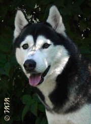 Ch.Pl., Ch.Czech, BIS Junior ALBANY Arktyczna Si�a