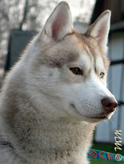 ARTIC WIND of Wolf Point