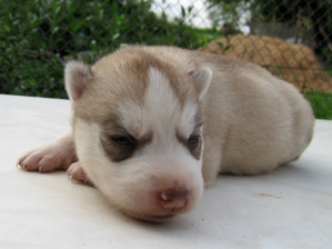 My�liwi P�nocy FCI