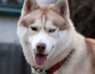 sieberian husky� ZPR