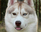 sieberian husky� ZPR