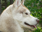 sieberian husky� ZPR