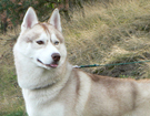 sieberian husky� ZPR
