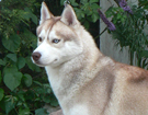 sieberian husky� ZPR