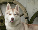 sieberian husky� ZPR