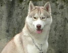 sieberian husky� ZPR