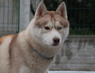 sieberian husky� ZPR