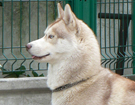 sieberian husky� ZPR
