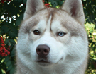 sieberian husky� ZPR