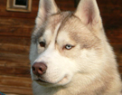 sieberian husky� ZPR