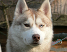 sieberian husky� ZPR