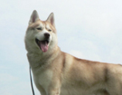sieberian husky� ZPR