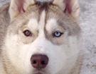 sieberian husky� ZPR