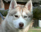 sieberian husky� ZPR