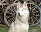 sieberian husky� ZPR