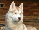 sieberian husky� ZPR