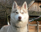 sieberian husky� ZPR