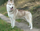 sieberian husky� ZPR