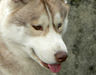 sieberian husky� ZPR