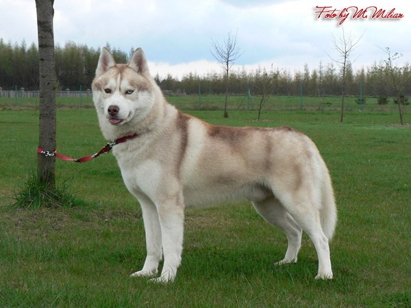 ARTIC WIND of Wolf Point � ZPR