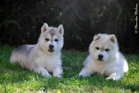 Miot "T" Z Pierwszej R�ki FCI � ZPR