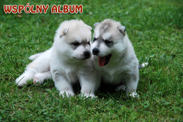 MIOT "T" Z Pierwszej R�ki FCI Photo by Monika Milian