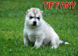 TIFFANY Z Pierwszej R�ki FCI Photo by Monika Milian