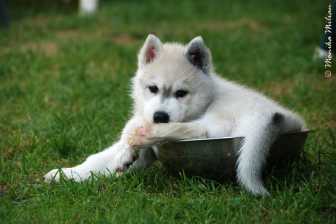 TANGO Z Pierwszej R�ki FCI � ZPR