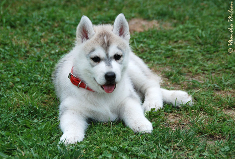 TIFFANY Z Pierwszej R�ki FCI � ZPR