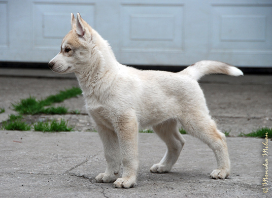 UROK Z Pierwszej R�ki FCI