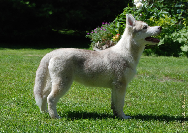 UROKLIWA Z Pierwszej R�ki FCI